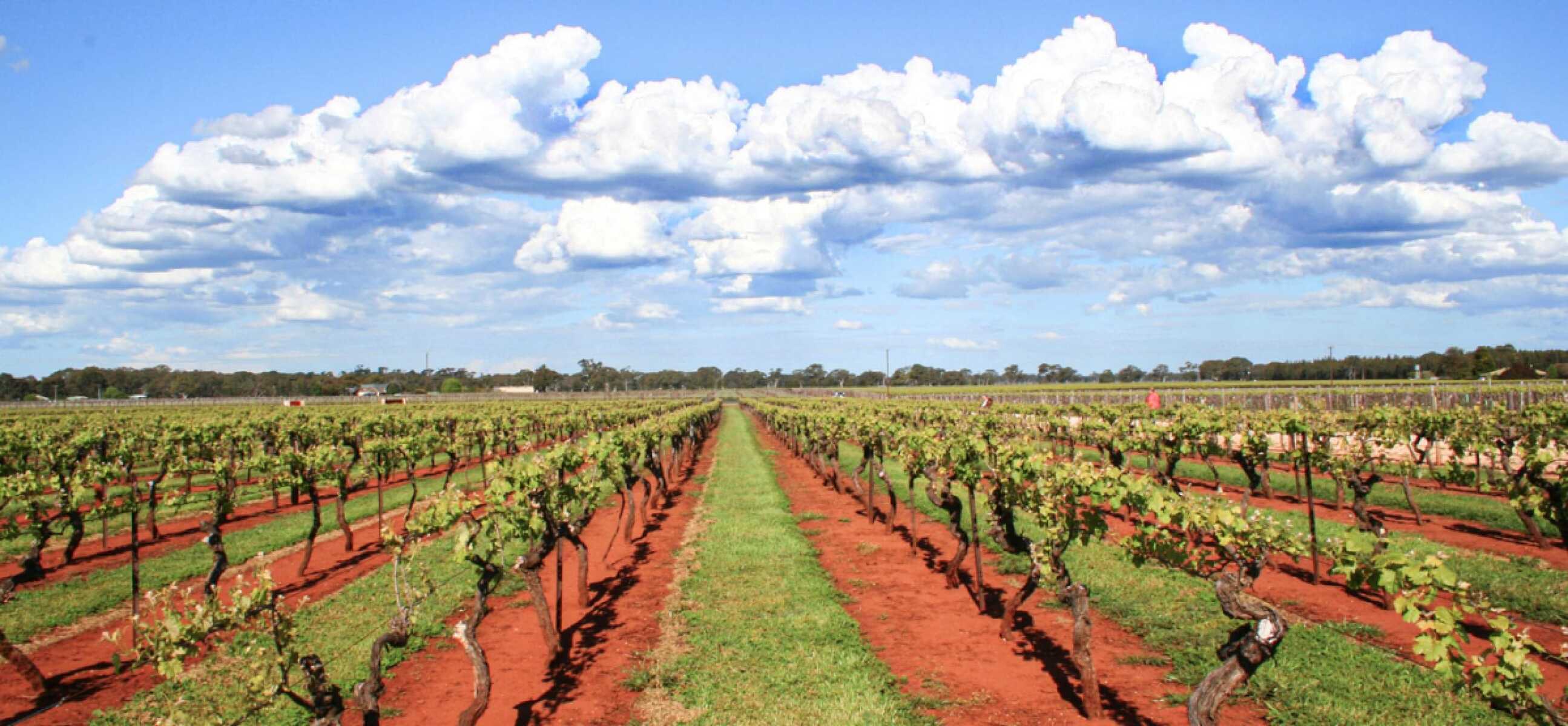 Το χαρακτηριστικό κόκκινο χώμα ("terra rossa") των αμπελώνων στην Coonawarra της Νότιας Αυστραλίας.