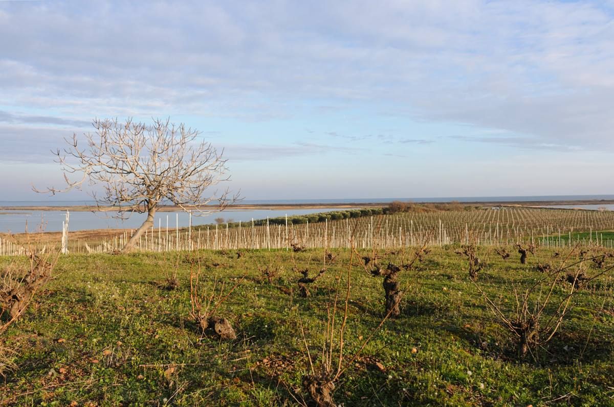 From the organic vineyards of Mandra, Avdira