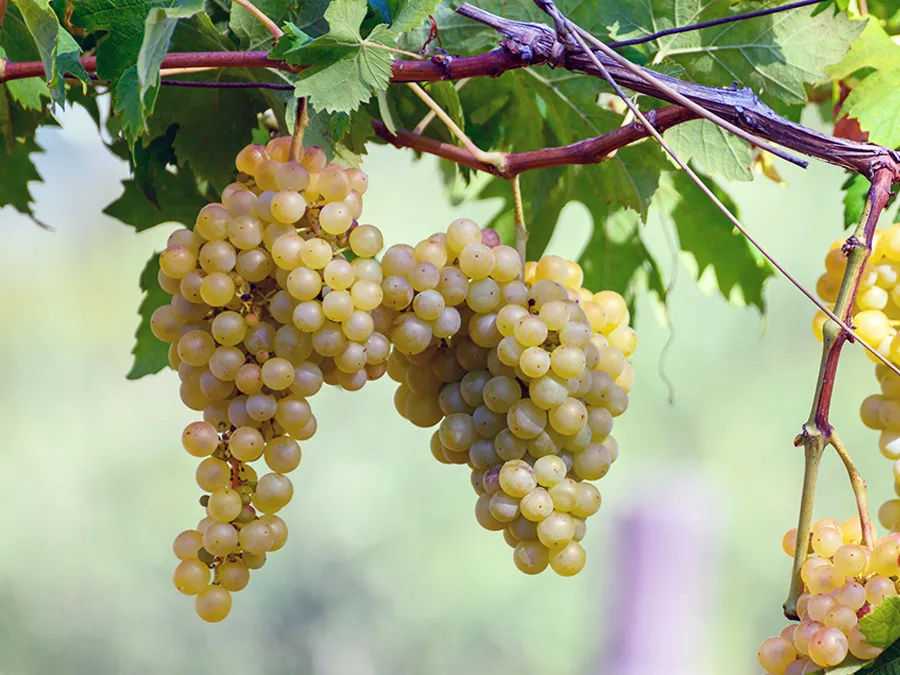 Chenin Blanc (σε-νάν μπλαν)