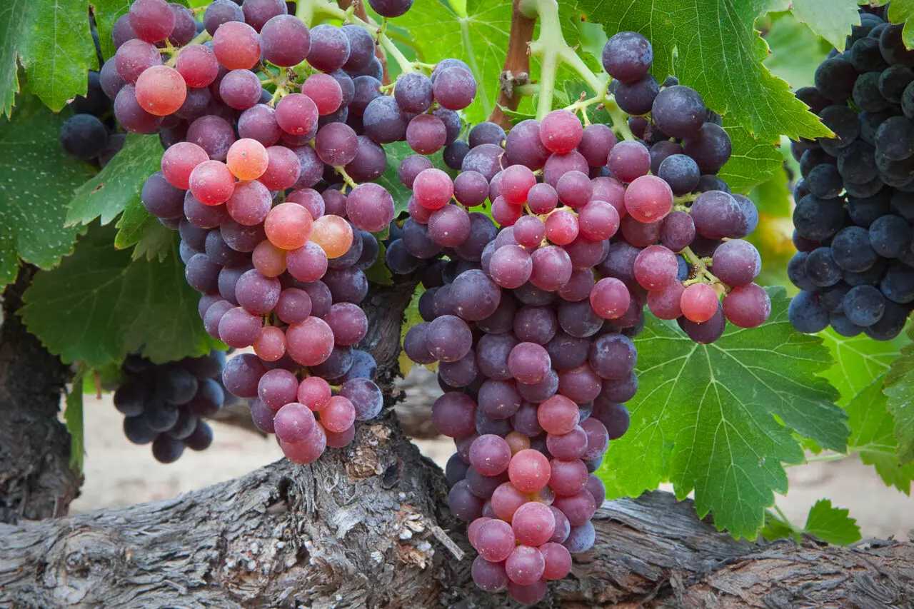 Grenache (gre-nash)