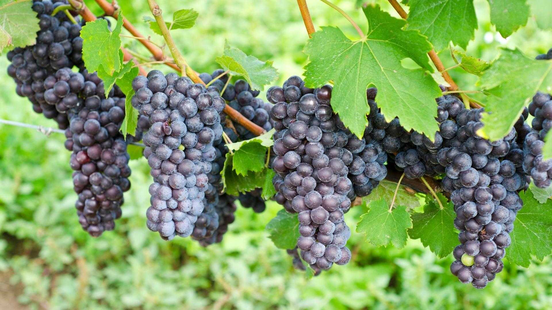 Nebbiolo (Neb-bee-ol-οh)