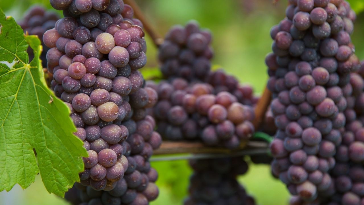 Pinot Gris