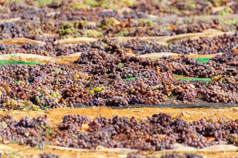 Dried grapes (Straw wine)